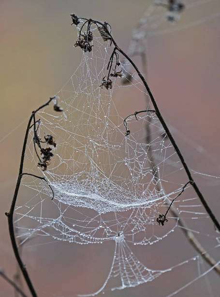istock withered grass with cobwebs wet with dew 1148158786