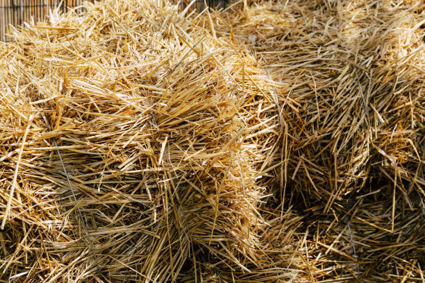 istock Hay is piled on the ground and dried 1148158796