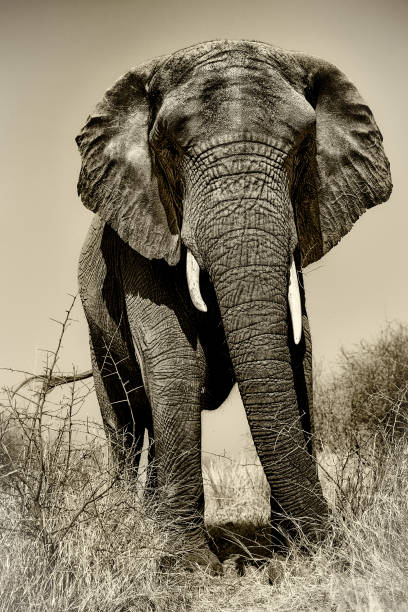 istock Black and white image of an african elephant 1148158817