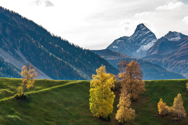 automne à davos grisons suisse, arbres de couleur jaune - graubunden canton mountain travel valley photos et images de collection