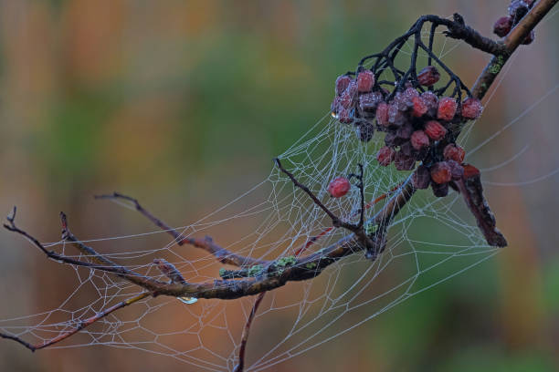 istock branch with dried berries and cobwebs 1148159383