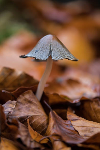istock mushroom in the autumn forest 1148159416
