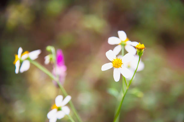 Garlic flower