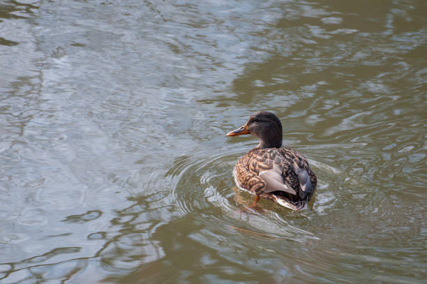 istock Surprised mallard on a pond 1148160024