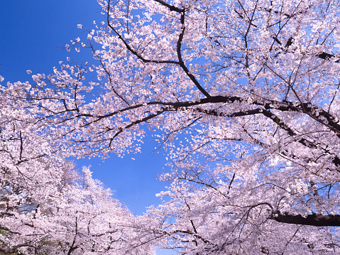 Cherry blossoms in full bloom in Ueno Park in Tokyo