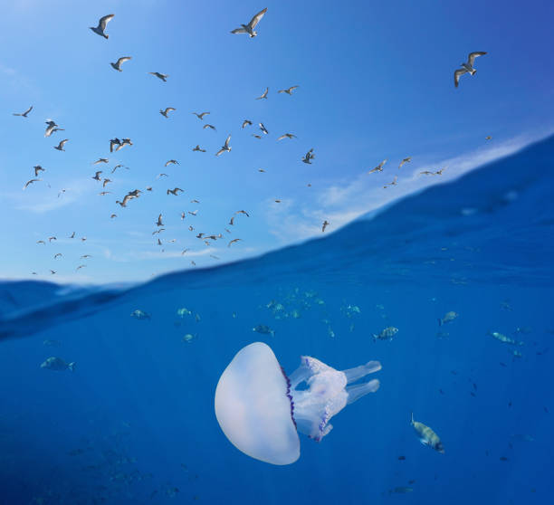istock Gulls flying and fish with jellyfish underwater 1148162673