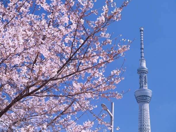 istock Tokyo Sky Tree and cherry blossoms in full bloom 1148163031