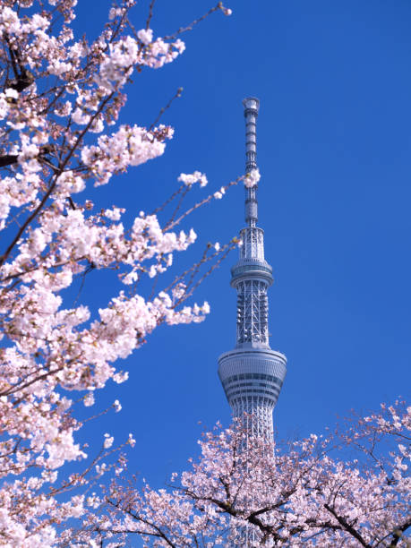 istock Tokyo Sky Tree and cherry blossoms in full bloom 1148163068