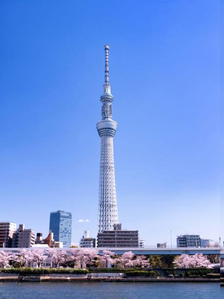 árvore do céu de tokyo e flores de cereja na flor cheia - skytree - fotografias e filmes do acervo