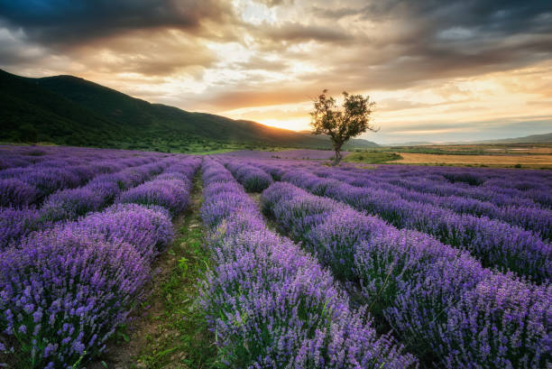 istock Lavender field at sunrise 1148164327