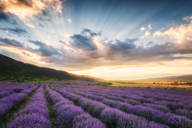 istock Lavender field at sunrise 1148164335
