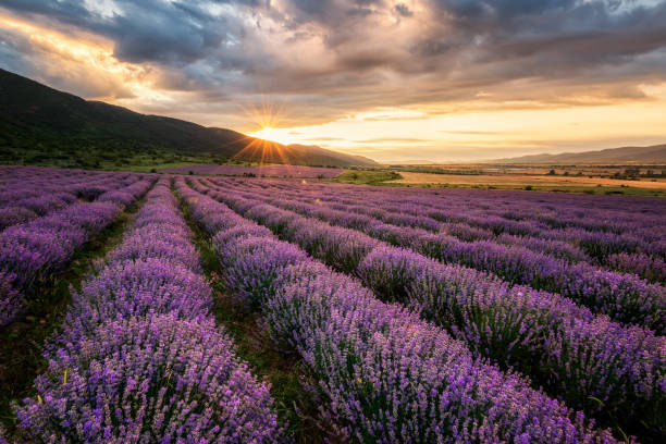 istock Lavender field at sunrise 1148164336