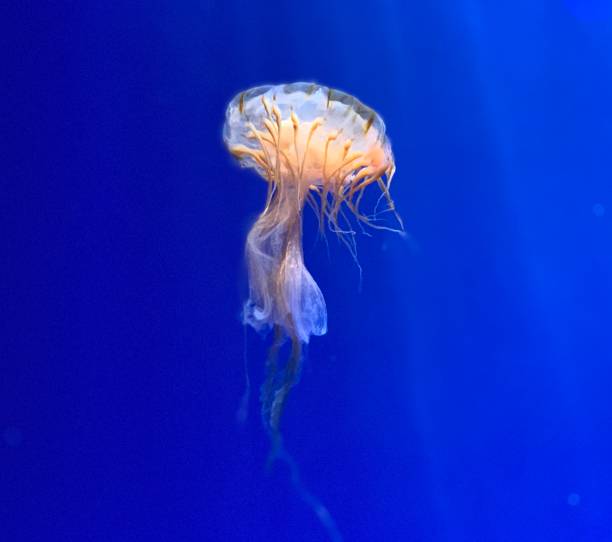 istock Beautiful jellyfish on blue background 1148165090
