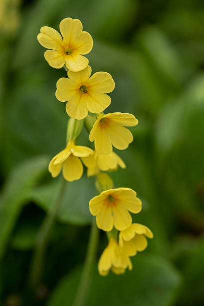 blossoms of a cowslip stock photo
