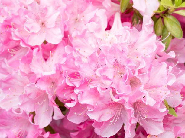 istock Japanese azalea flowers 1148166978