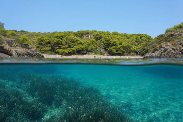 istock Mediterranean sea cove seagrass underwater Spain 1148167231