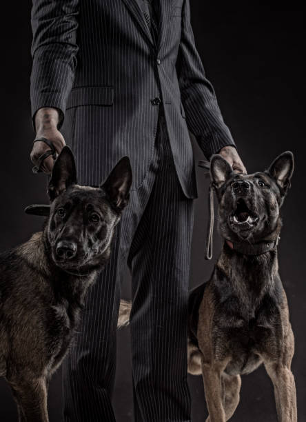 Handsome black middle aged security agent working with guard dog in woodlands