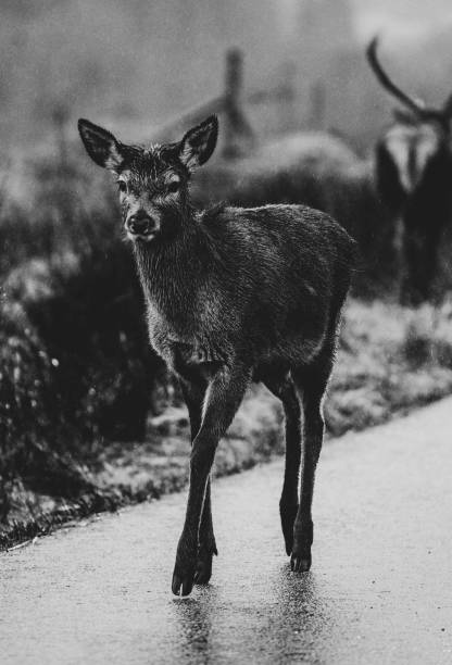 Curious deer in the Highlands