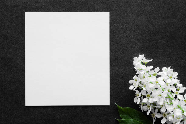 istock Fresh white bird cherry on black, dark background. Condolence card. Empty place for emotional, sentimental text, quote, sayings. Top view. 1148168181