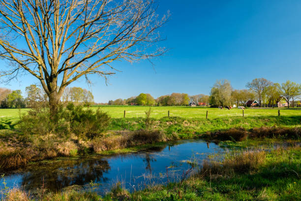 голландский речной и фермерский ландшафт возле вассе (твенте, олийссель, нидерланды) - 0 3 months стоковые фото и изображения