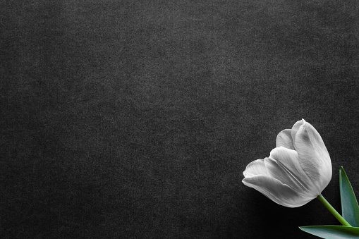 One fresh, tulip on black, dark background. Condolence card. Empty place for emotional, sentimental text, quote or sayings. Top view.