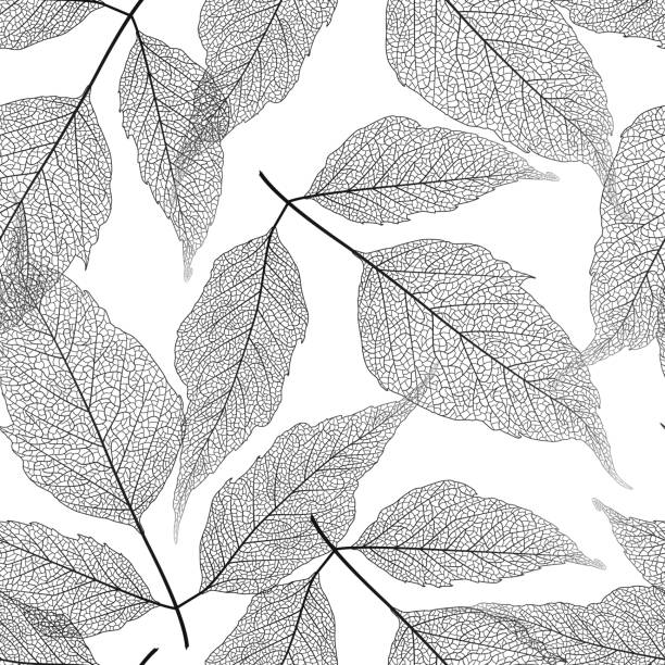 бесшовный узор с листьями березы. - leaf vein stock illustrations