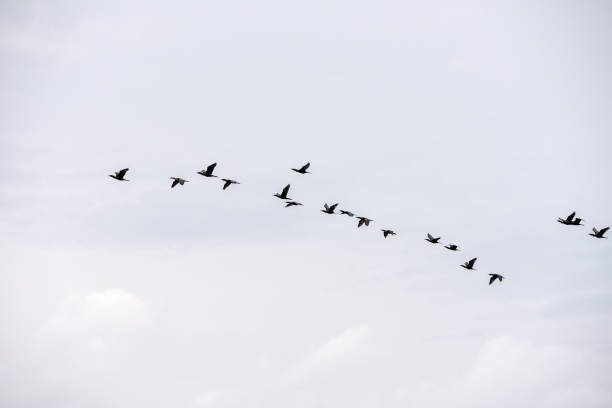 istock Group of birds flying at Atins, Brazil 1148170146