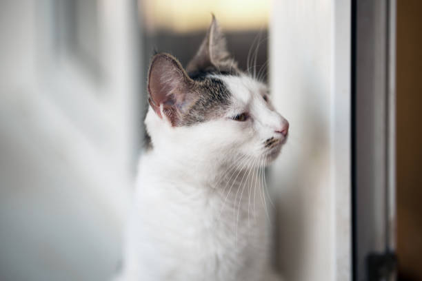 istock Portrait Of Sleepy White Kitten Looking Away 1148171330