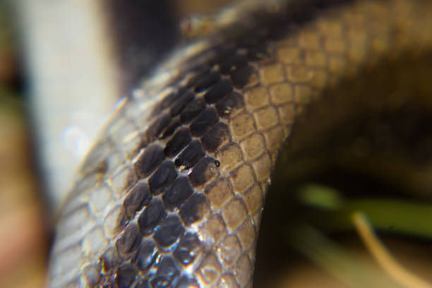istock snake Skin macro shot 1148172534