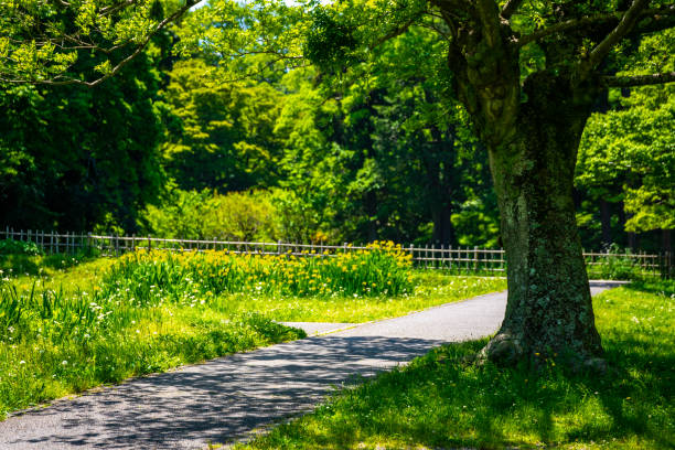 istock Beautiful scenery of a refreshing park 1148174544