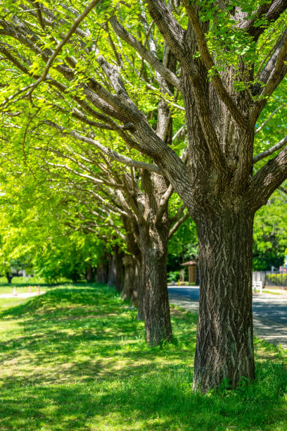 istock Beautiful scenery of a refreshing park 1148174627