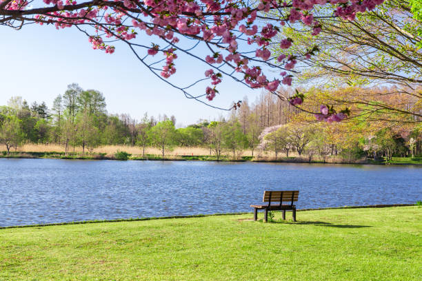 istock Beautiful scenery of a refreshing park 1148174755