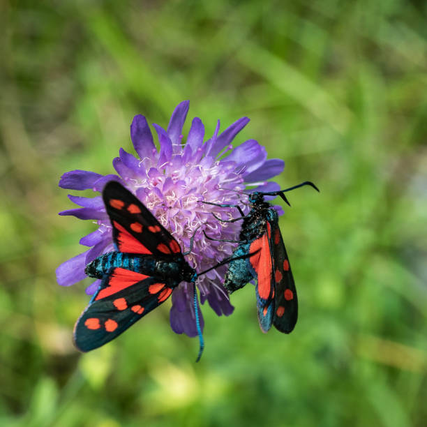 istock Two Southern Six Spot Burnets (Zygaena transalpina]) on a blossom 1148176705