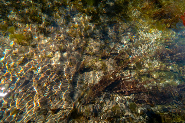 istock Nature as a texture. Translucent multicolored waters. The sources of St. Naum. 1148177567