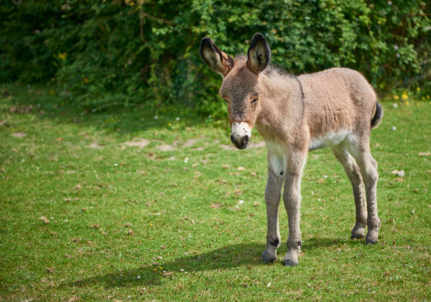 young donkey stock photo