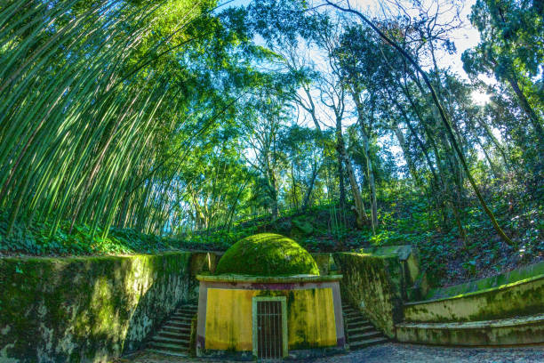istock in a sunny day in a bamboo forest 1148178630