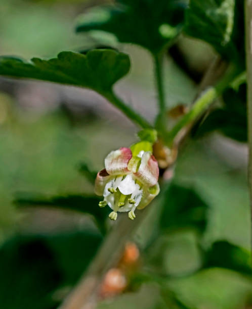 istock bloomed gooseberry flower, macro 1148178655