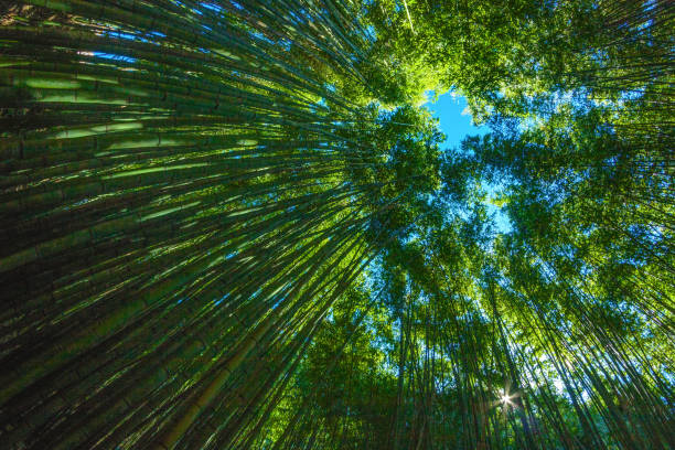 istock in a sunny day in a bamboo forest 1148178892