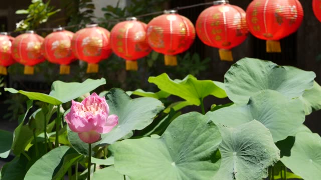Red paper lanterns hanging in temple yard on sunny day between juicy greenery in oriental country. traditional chinese new year decoration. Pink lotus flower with green leaves as symbol of Buddhism.