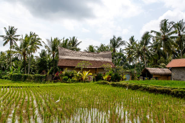 geleneksel pirinç alanı, bali üzerinde ev ile teras. - sidemen stok fotoğraflar ve resimler