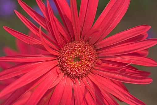 Close-up detail of a red daisy flower during spring in an ornamental garden