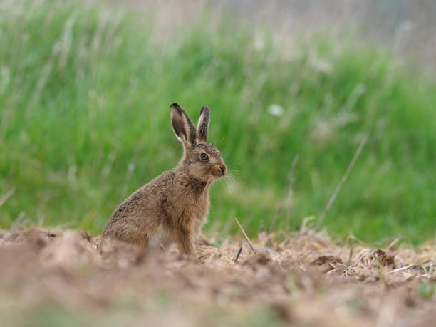 istock Brown hare, Lepus europaeus 1148182502