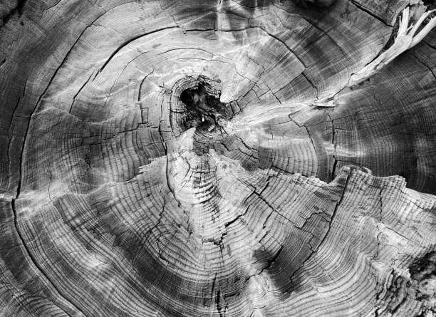 arbre anneau abstrait fond texturé - lumber industry photos photos et images de collection