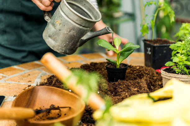 istock Watering plants in home garden 1148182678