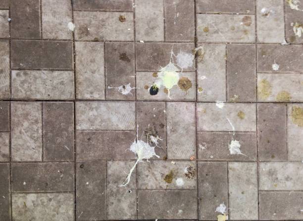 istock bird droppings on the sidewalk, tile, background texture 1148184565