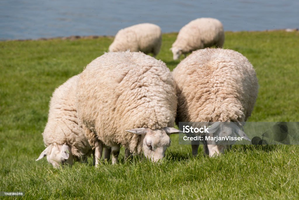Flock of sheep grazing with the water of the IJsselmeer in the background. Sheep grazing on the dyke at the IJsselmeer in the Netherlands. Agricultural Field Stock Photo