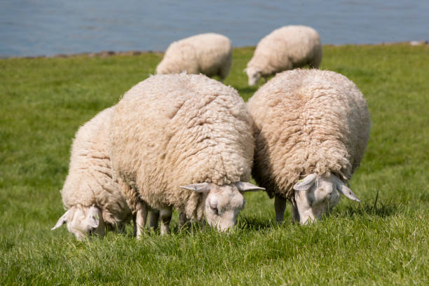 Flock of sheep grazing with the water of the IJsselmeer in the background. stock photo
