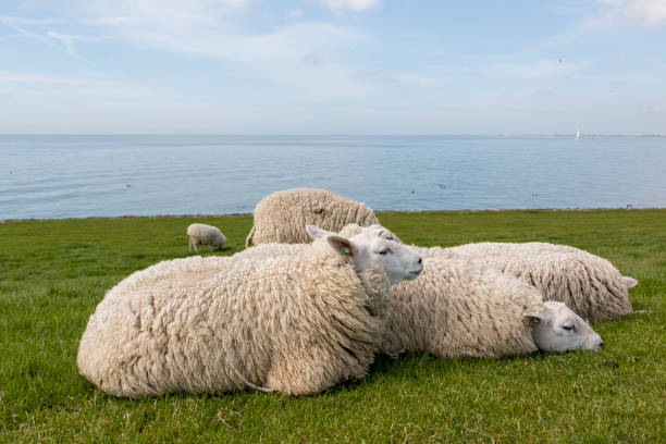 Sheeps resting in the grass on the dyke next to the IJsselmeer stock photo