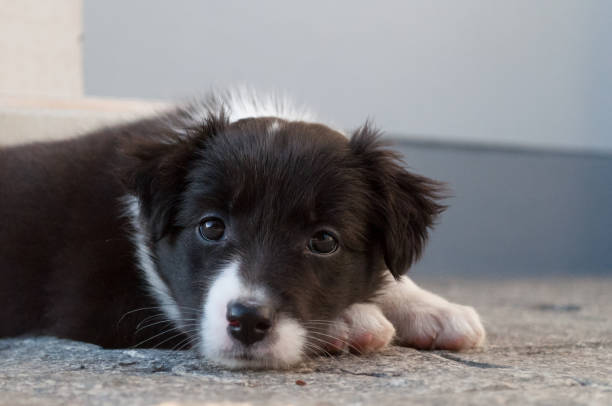 Border Collie Puppy on Stone Ground