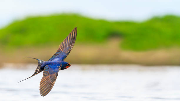 Barn Swallow flies over the water opened wings